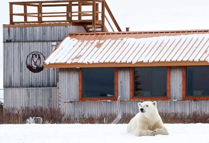 Churchill-Wild-–-Nanuk-Polar-Bear-Lodge